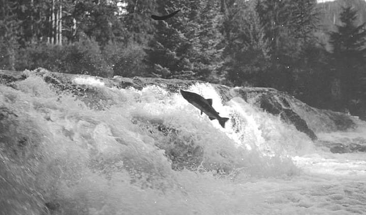 a black and white photo of a salmon swimming upstream