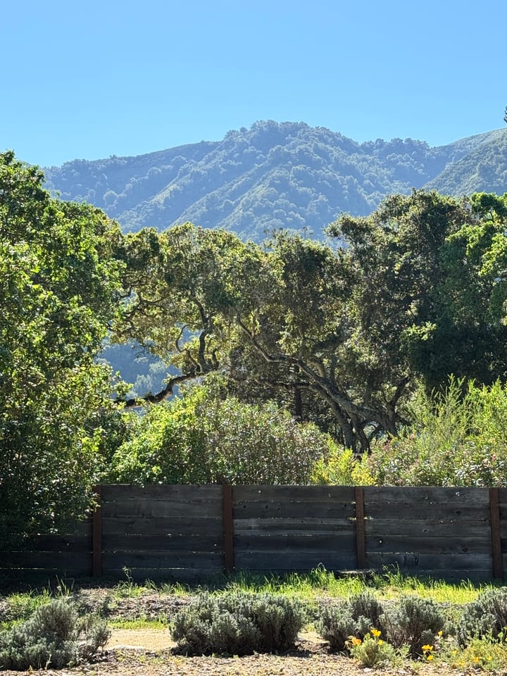 In the foreground scrub bushes, a wooden fence, and old oak trees. In the background, a tree covered mountain and a bright blue sky. 